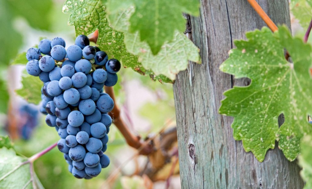 7 ноября отмечаем Международный день Мерло