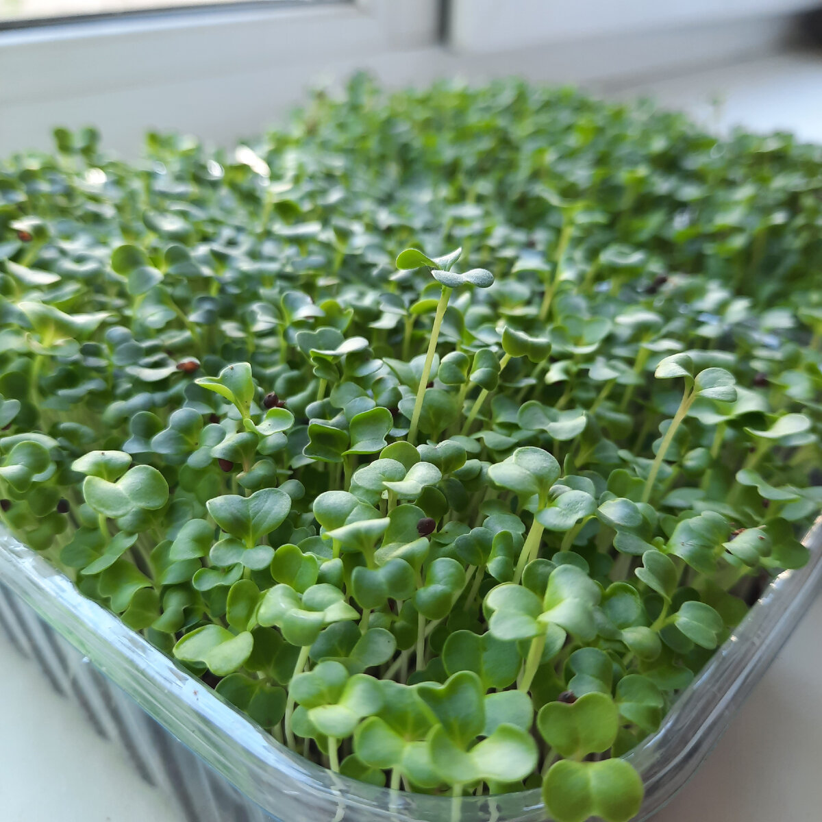 Микрозелень брокколи