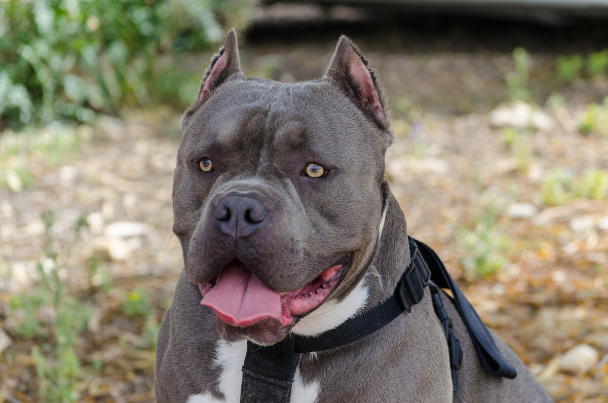Американский булли (Фото: https://commons.wikimedia.org/wiki/File:American_Bully_(107204307).jpeg)