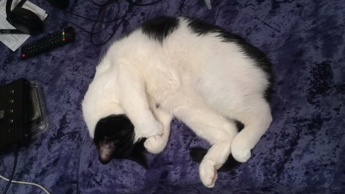 Это мой 11-летний кот Моня, в ужасе...