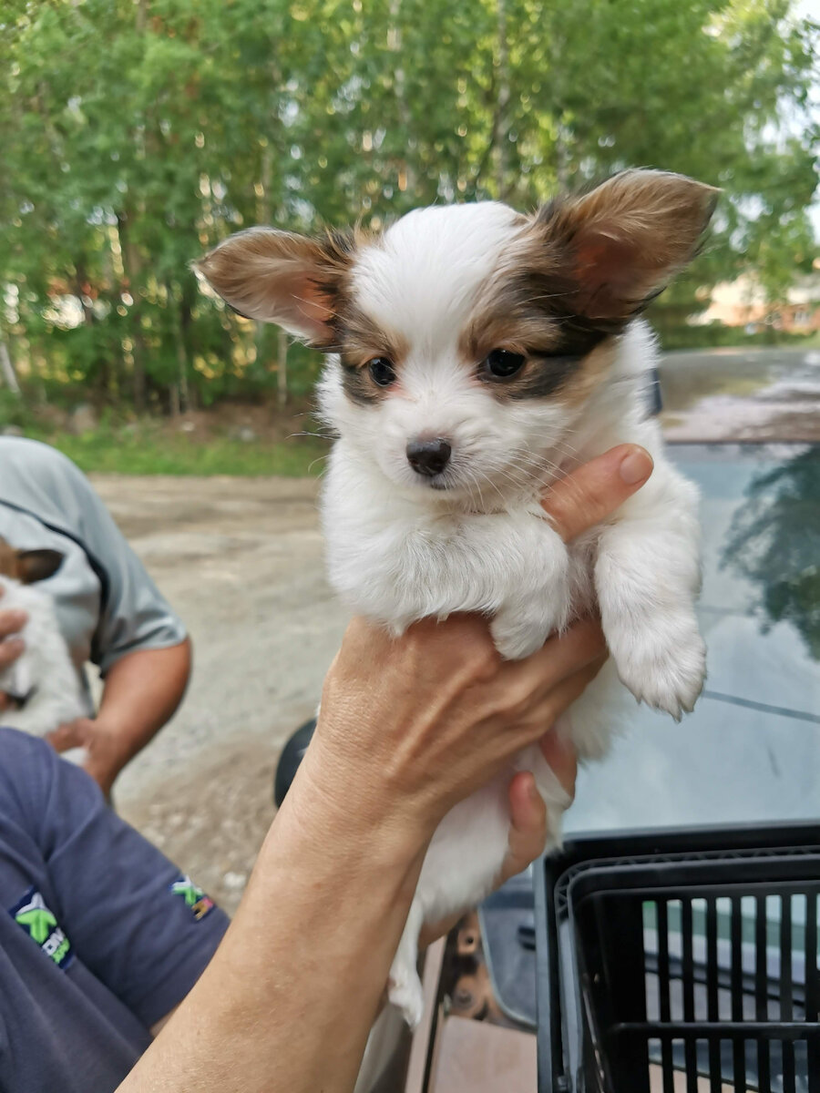 Наш щенок, в будущем Кекс. 1 месяц.#папильон