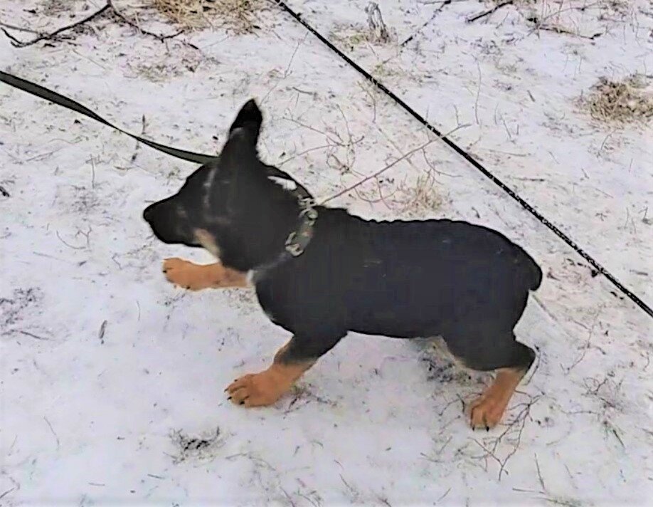 Кейси 3 месяца, первый раз на улице