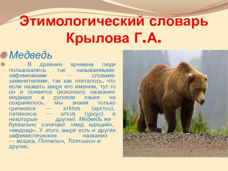 Что означает медведь. Имя для медведя. Латинское название медведя. Название кличек медведей. Клички для медведей мальчиков.