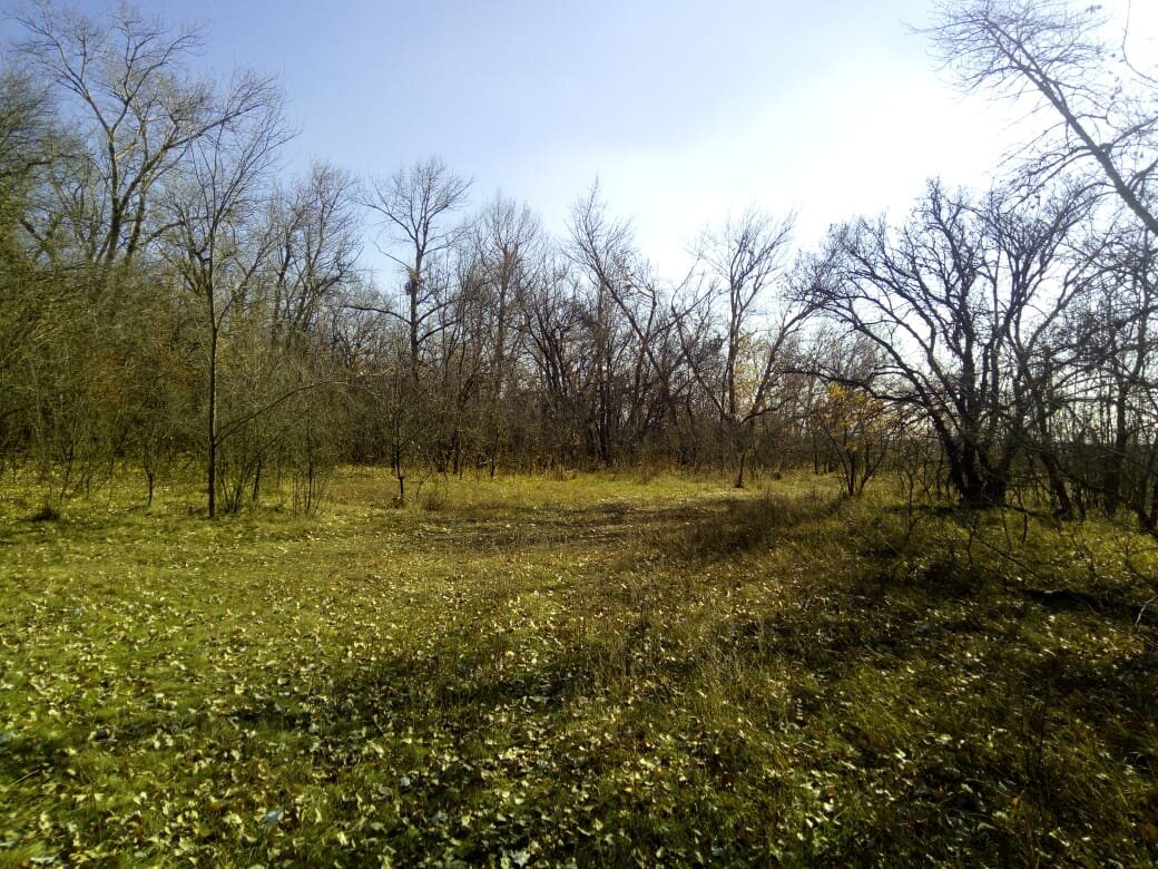   На этом фото мы приехали в одну очень знакомую нам локацию. Справа за деревьями  распаханные поля и дорога