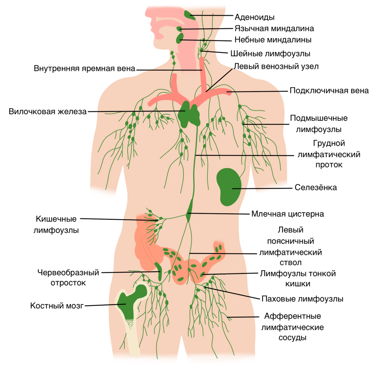 Лимфатическая система человека схема. Схема лимфатической системы человека анатомия расположения. Лимфатическая система анатомия человека картинки. Лимфатическая система женщины схема.