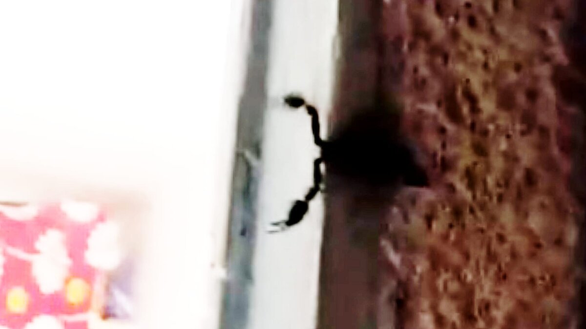 согласитесь, противные щупальцы    кадр из моего видео