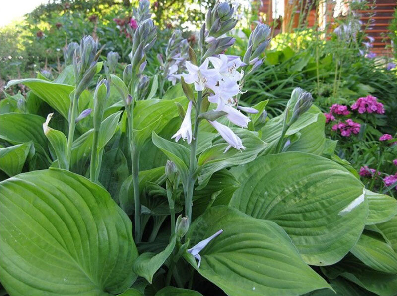 Хоста (Hosta `August Moon`)