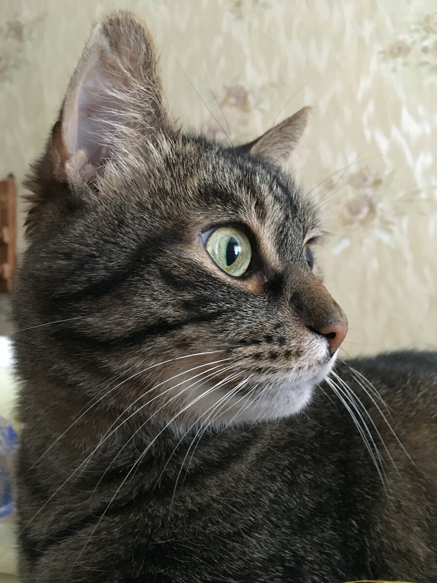 Неожиданное фото кота, который явно оказался в неожиданной ситуации, для проверки вашей стрессоустойчивости))))) Не из интернета)