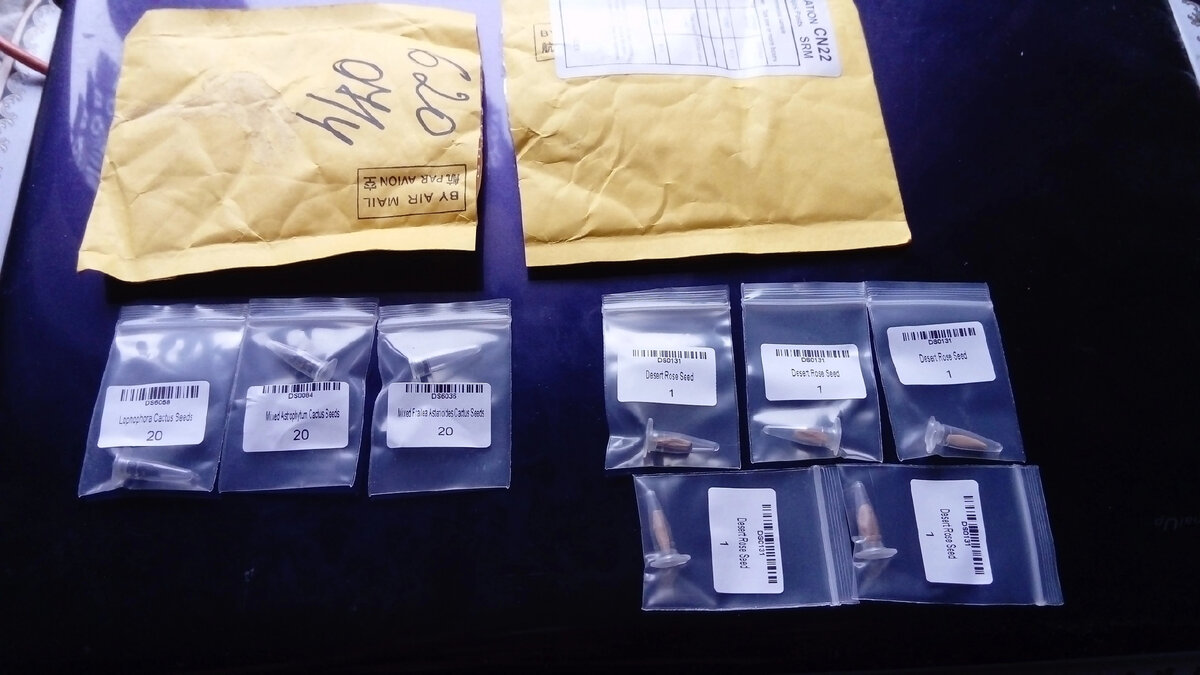 Семена Адениумов и кактусов из Африки. Фото автора.