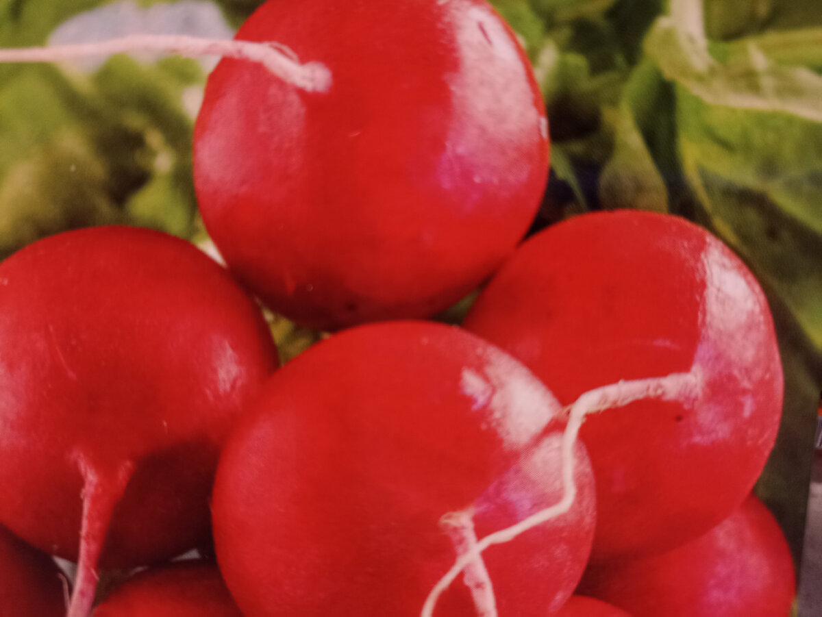 Редис Донар F1. Раннеспелый гибрид Агрофирмы Сибирский сад. Фото автора