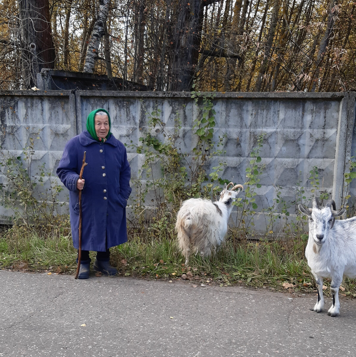 Эта  другая бабушка, она попросила сфотографировать  ее с  козами.  