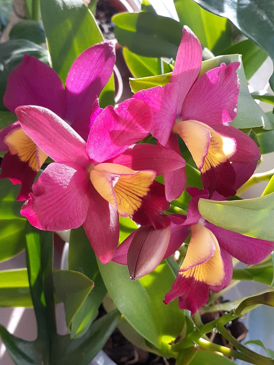 моя Каттлея цветет