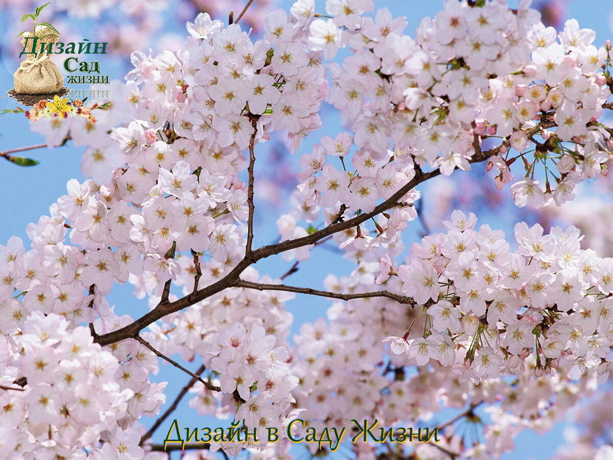 Цветение вишни