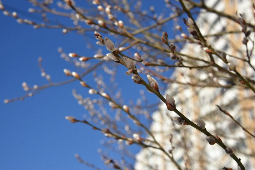 фото из открытых источников