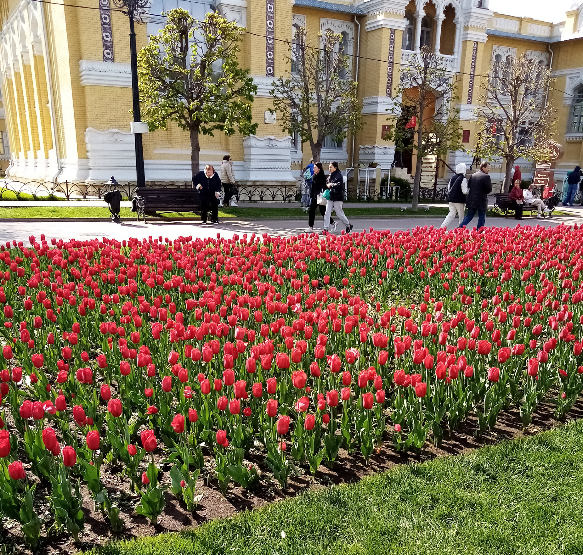 Кисловодск, красные тюльпаны в нижнем парке.