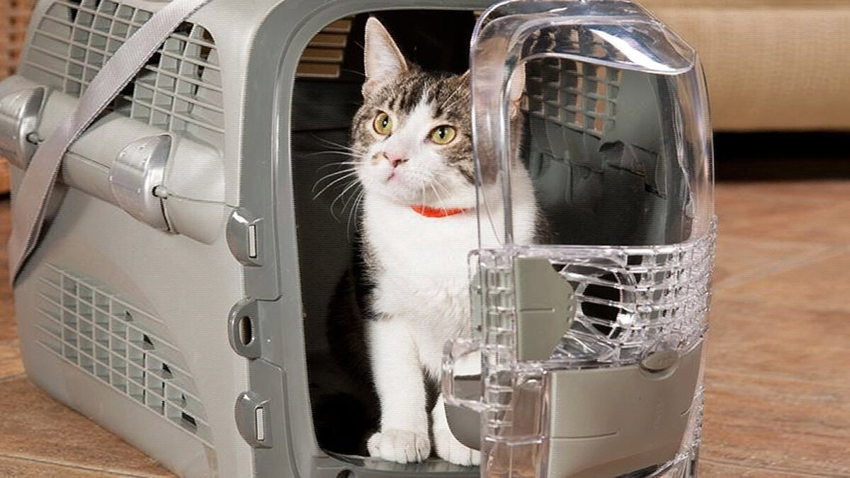 источник фото: zoobastik-dv.ru