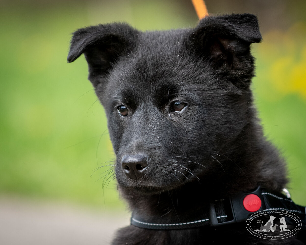 Какой-то взрослой получилась наша Ириска. А что удивительного, в приюте, как в детском доме, малыши быстро взрослеют.