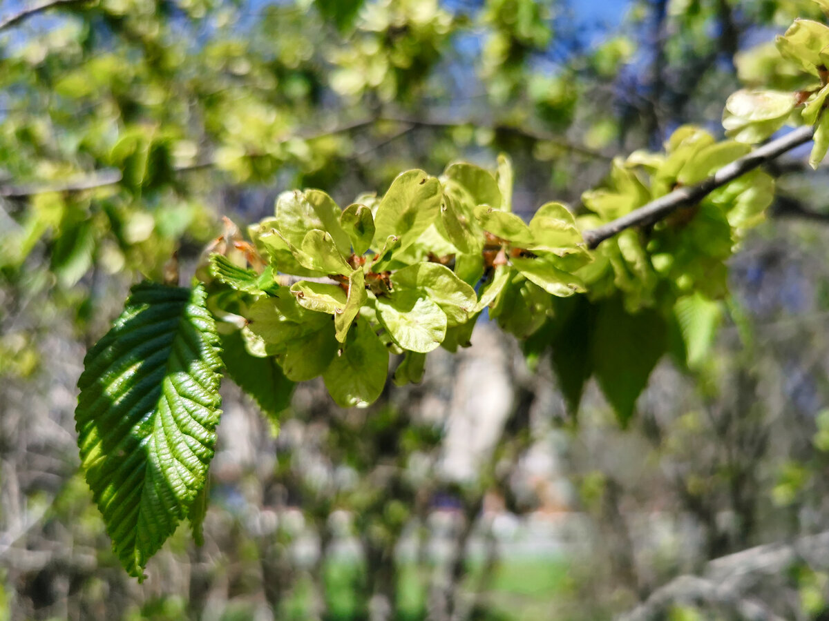 Цветение вяза