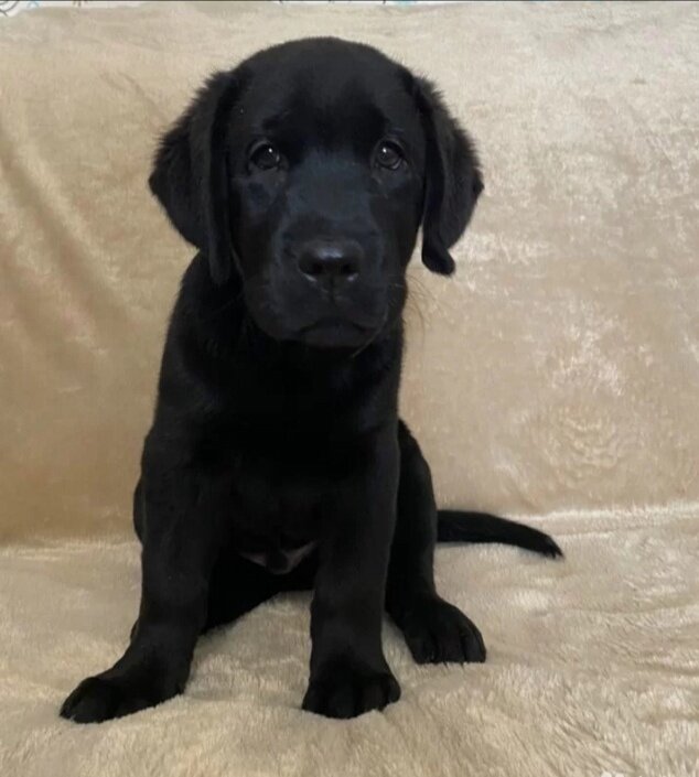 На этом фото Ричи пока даже не представляет сколько интересного ему предстоит в ближайшем будущем