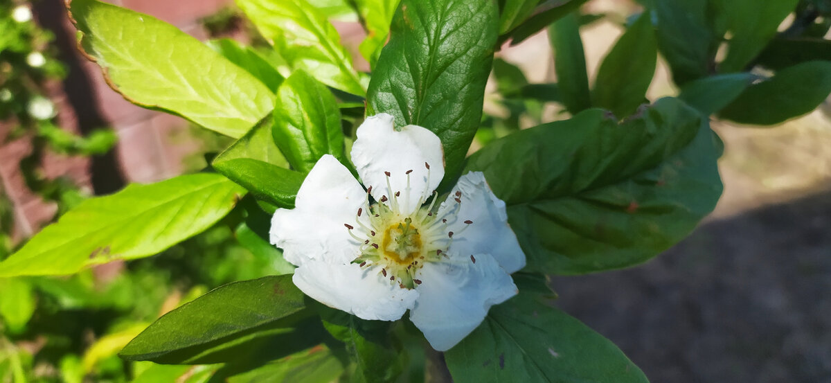 Цветение Мушмулы.