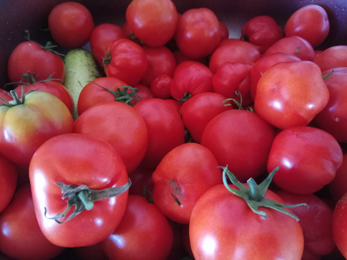 Томаты с моего огорода