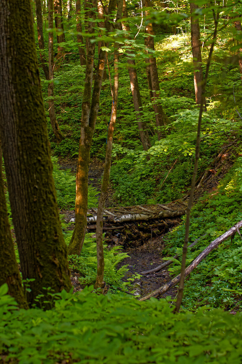Охота за артефактами в Битцевском лесу | Евгений Маслак | Дзен