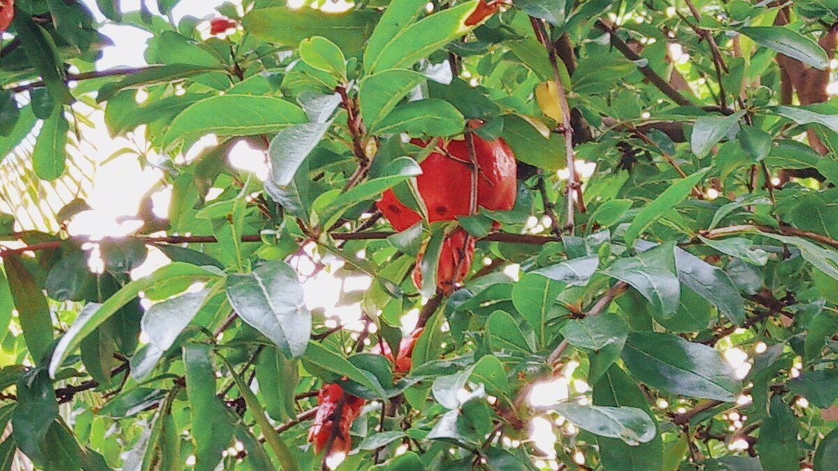 Гранат растет.