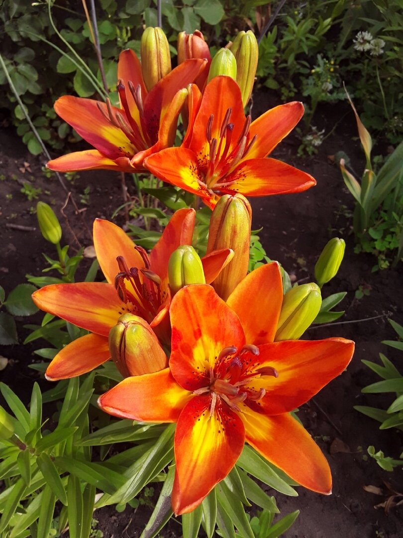 Лилия азиатская низкорослая, сорт  Bright Joy