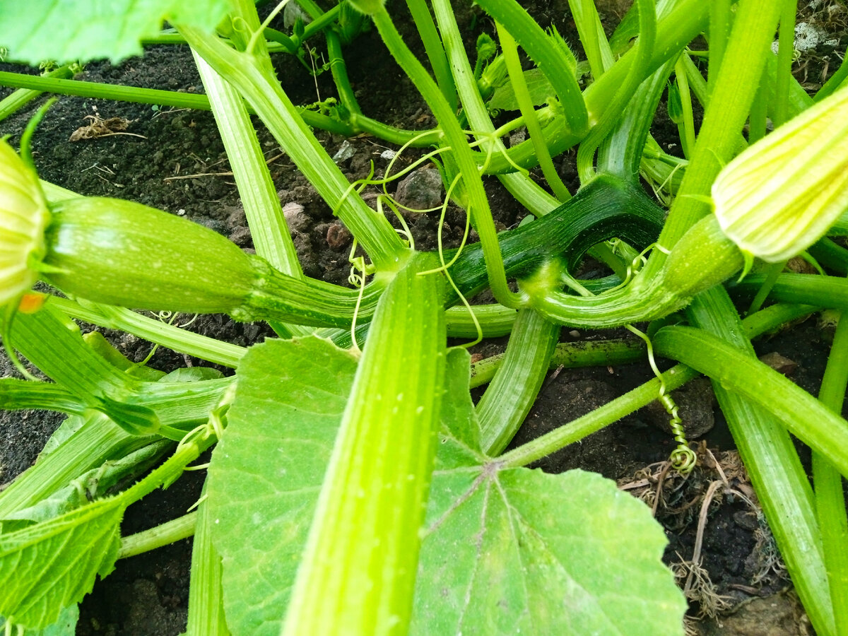 Скоро кабачки будем лопать)