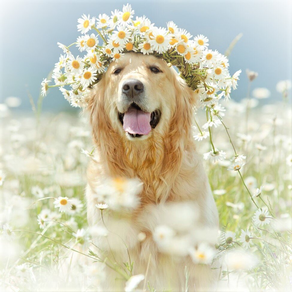 из интернета