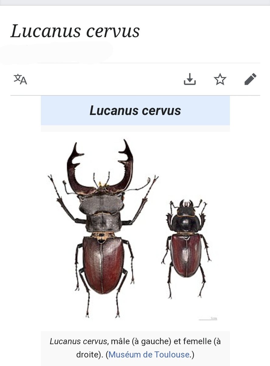 Lucanus cervus - в народе un cerf-volant, жук-олень. Самец слева, самка справа. Представьте, такой жучок, как на фото выше, 10см, а то и все 15см+ рога😱. Фото из французской Википедии