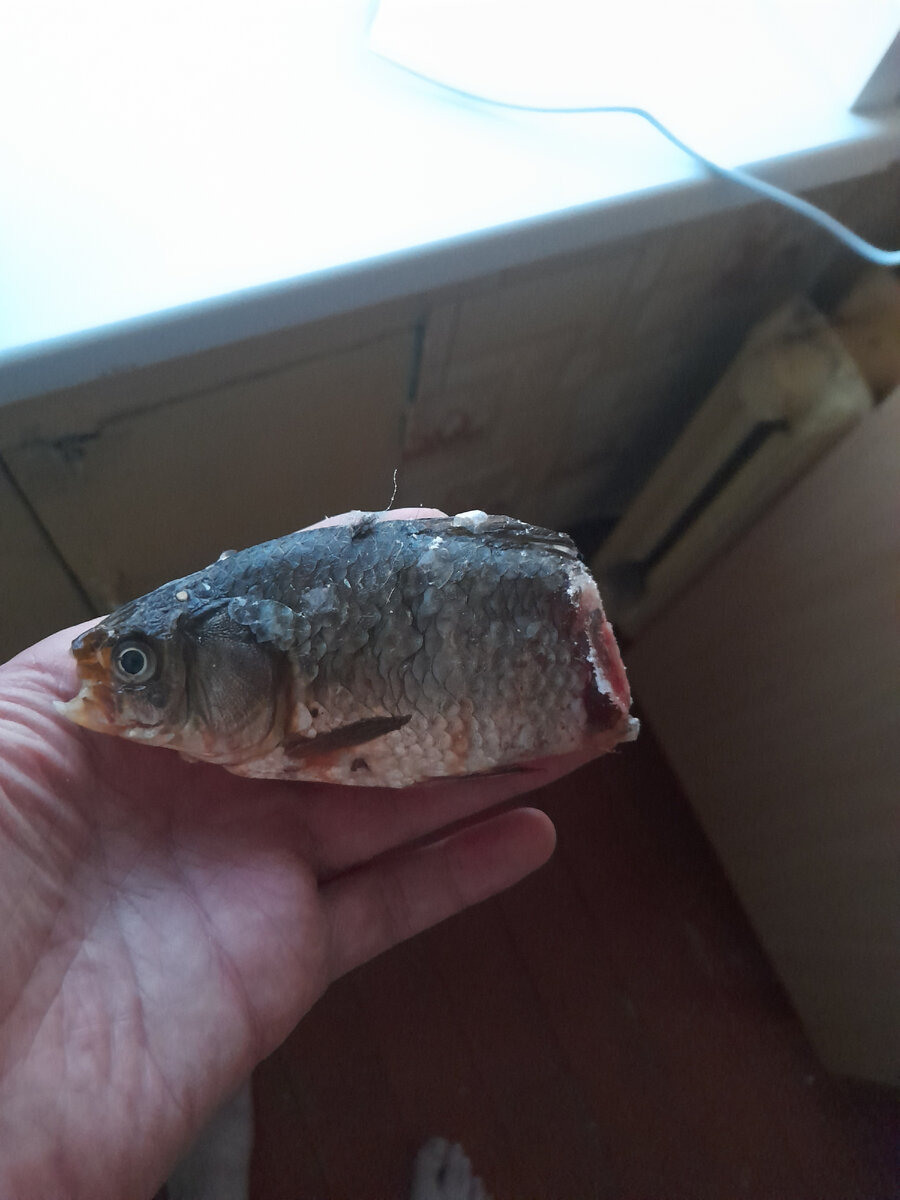 Кузя - живодер)