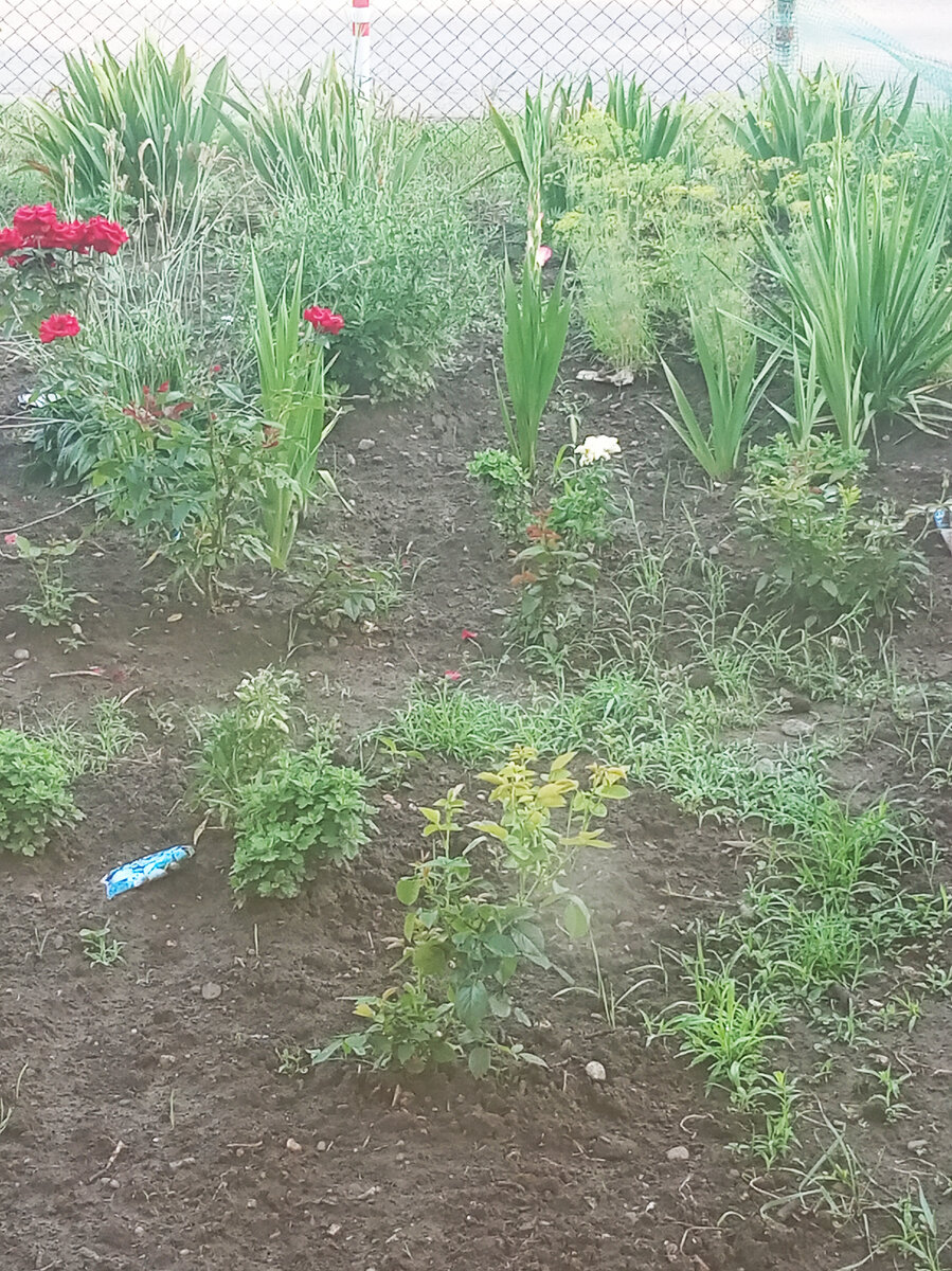 Фото автора. Гладиолусы расцветают!