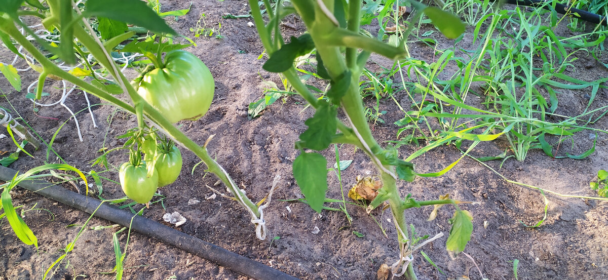 Томат Бычье сердце 