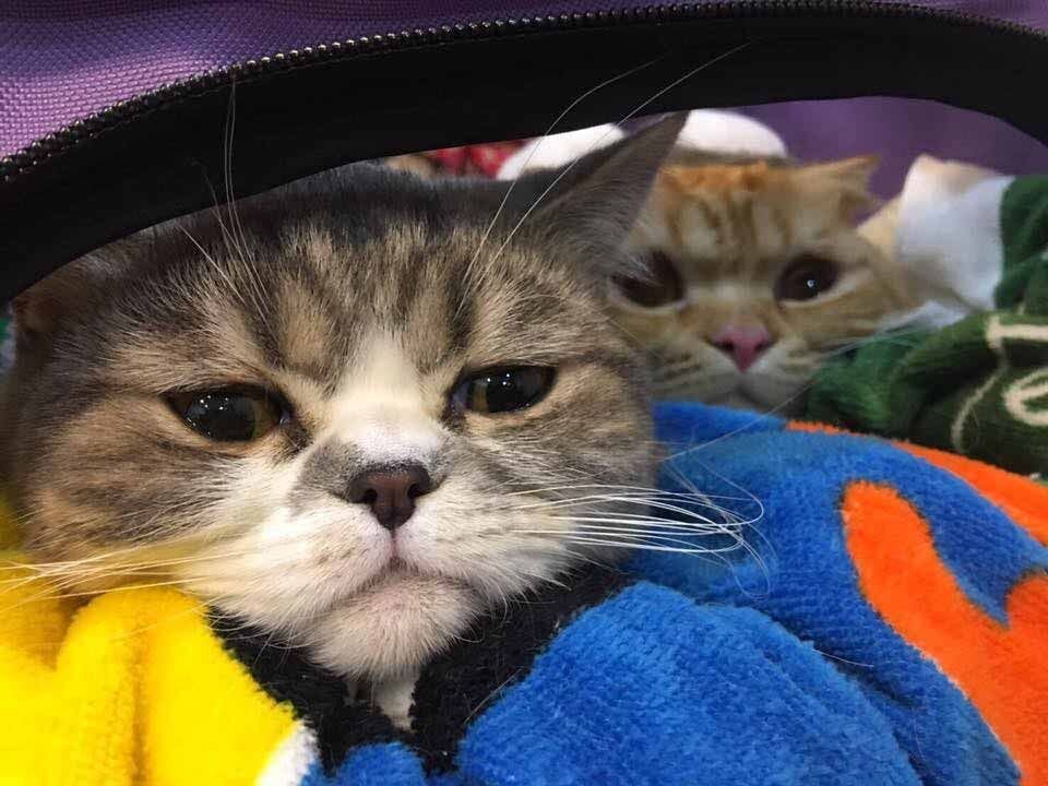 Коты девушки. Источник фото: https://www.pinterest.ru/pin/kitties--541276448955834430/