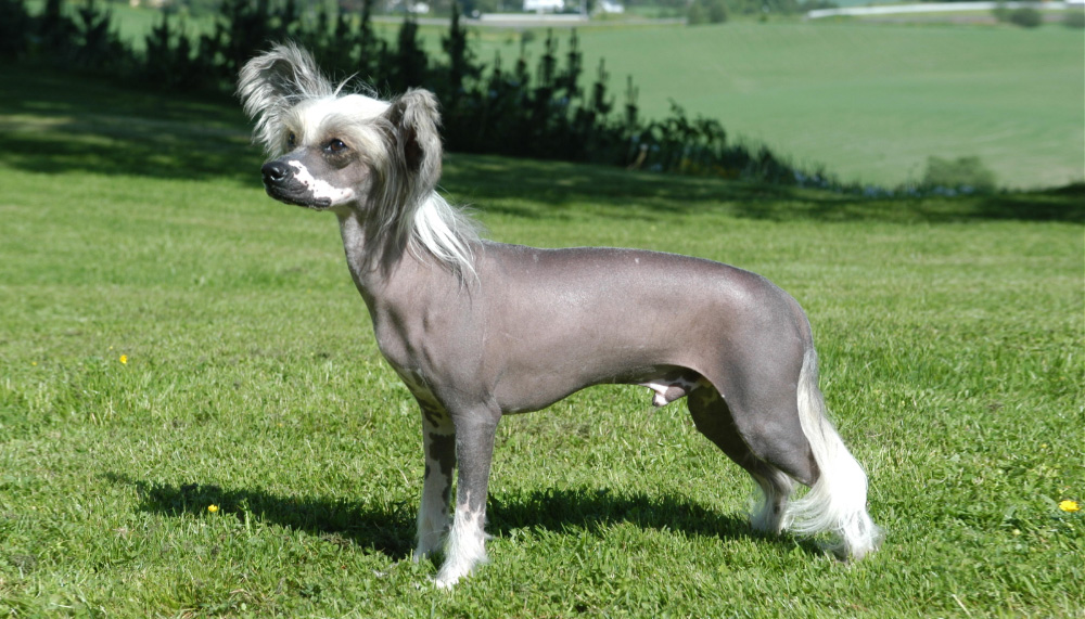 Китайская Хохлатая (Лысая)