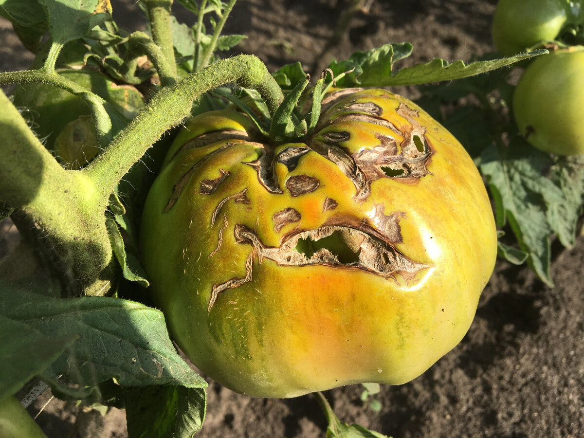 Сорт "Соседка дала"