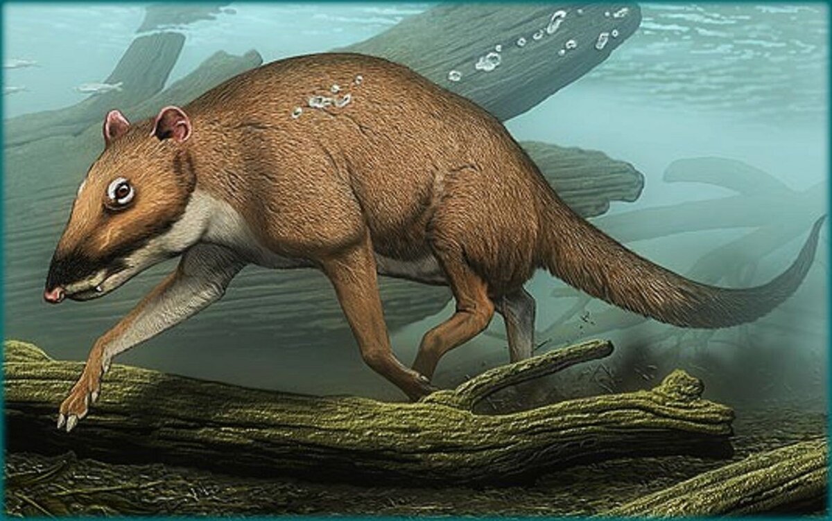 А это индохиус - небольшой зверек, который через миллионы лет станет гигантом