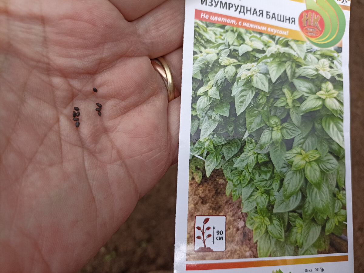 Семена базилика напоминают мелкие орешки. Фото автора