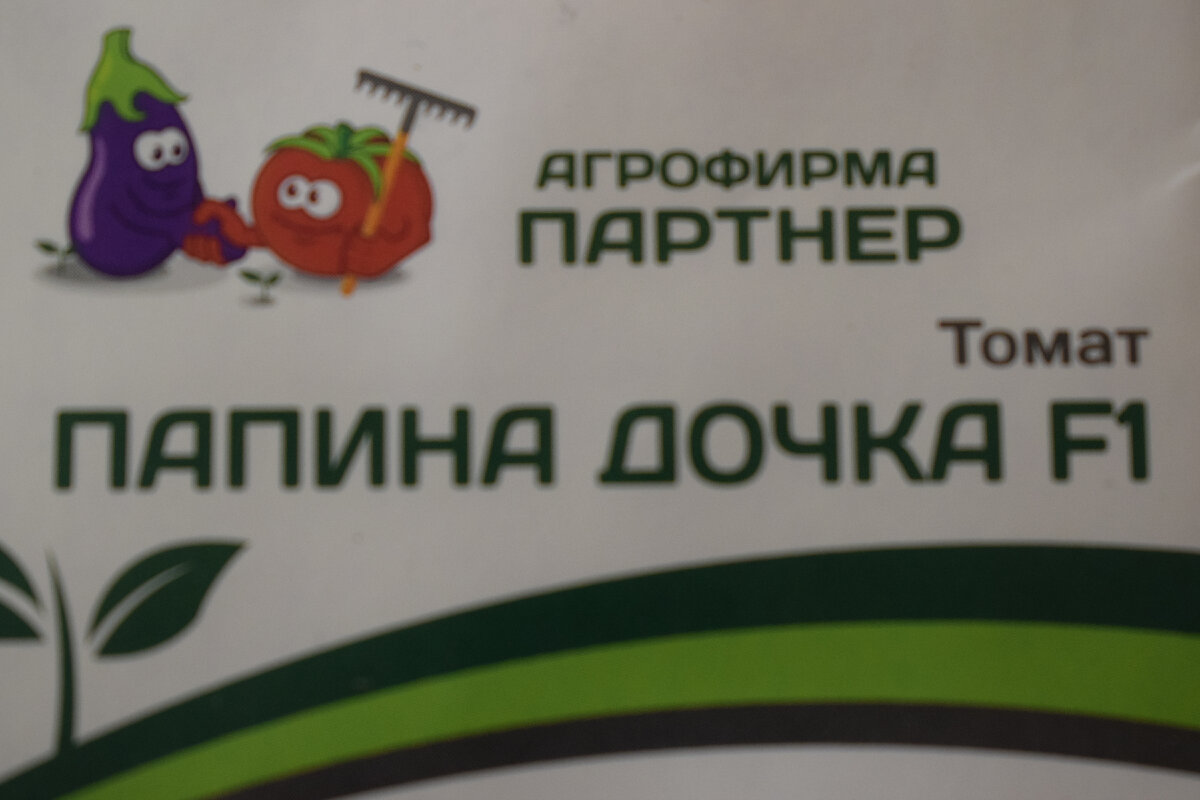 семена томата(фото автора)