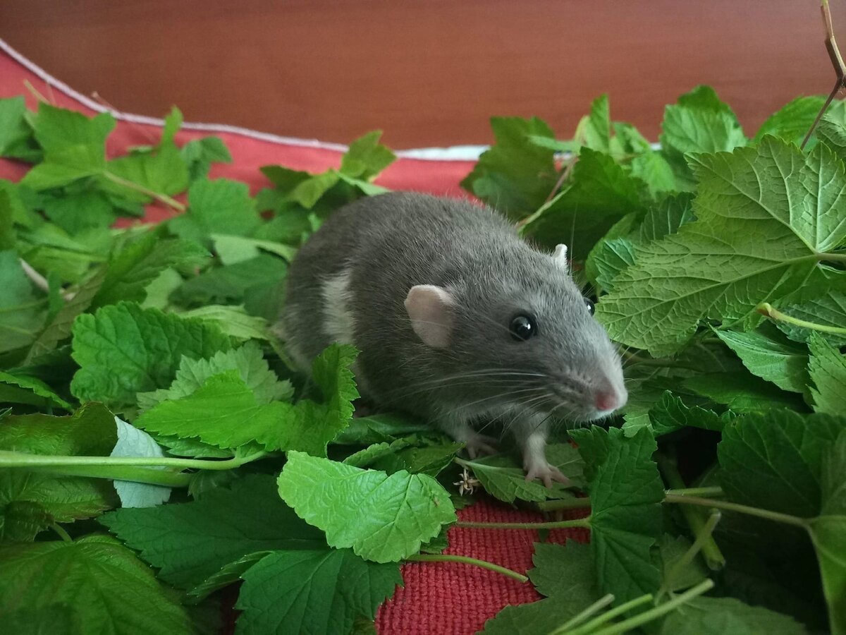 Декоративная крыска. Фото группы "Бежит-Орёт"