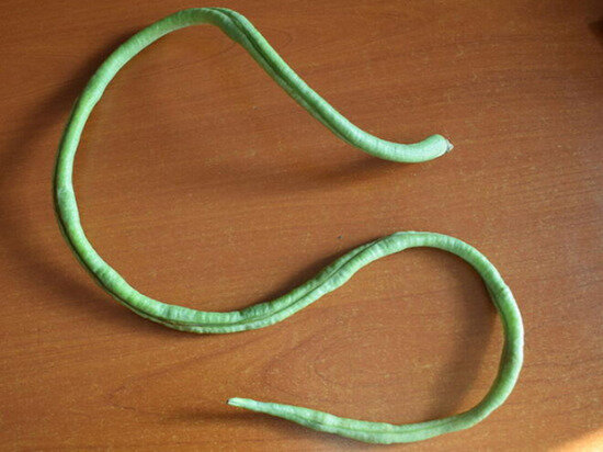 Полуметровая спаржевая фасоль. Фото газеты "Байкальские огни".