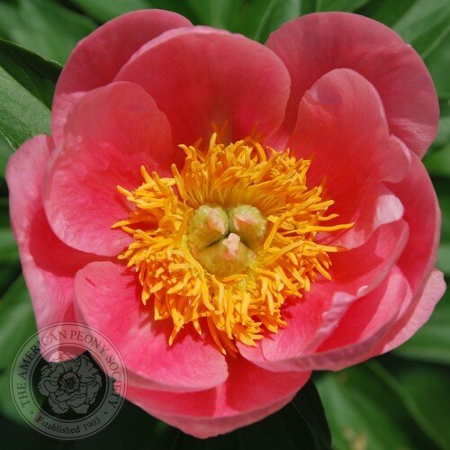 Lovely Rose ( Saunders , 1942 )