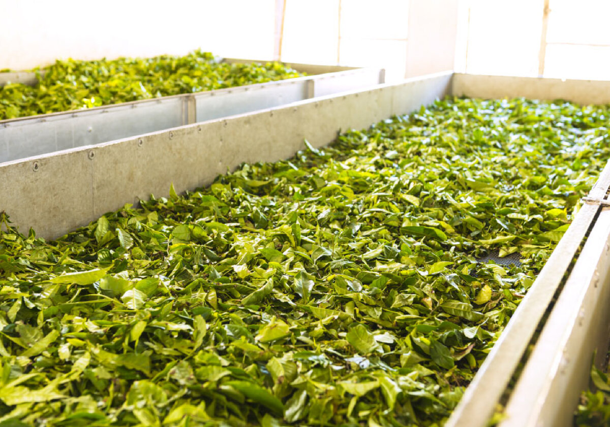 Ферментация листьев лещины для чая. Время ферментации листьев. Ферментация чайного листа. Чайный лист. Ферментация чайного листа.