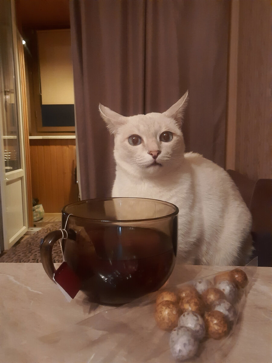 Котоконтроль чтобы не переела конфет