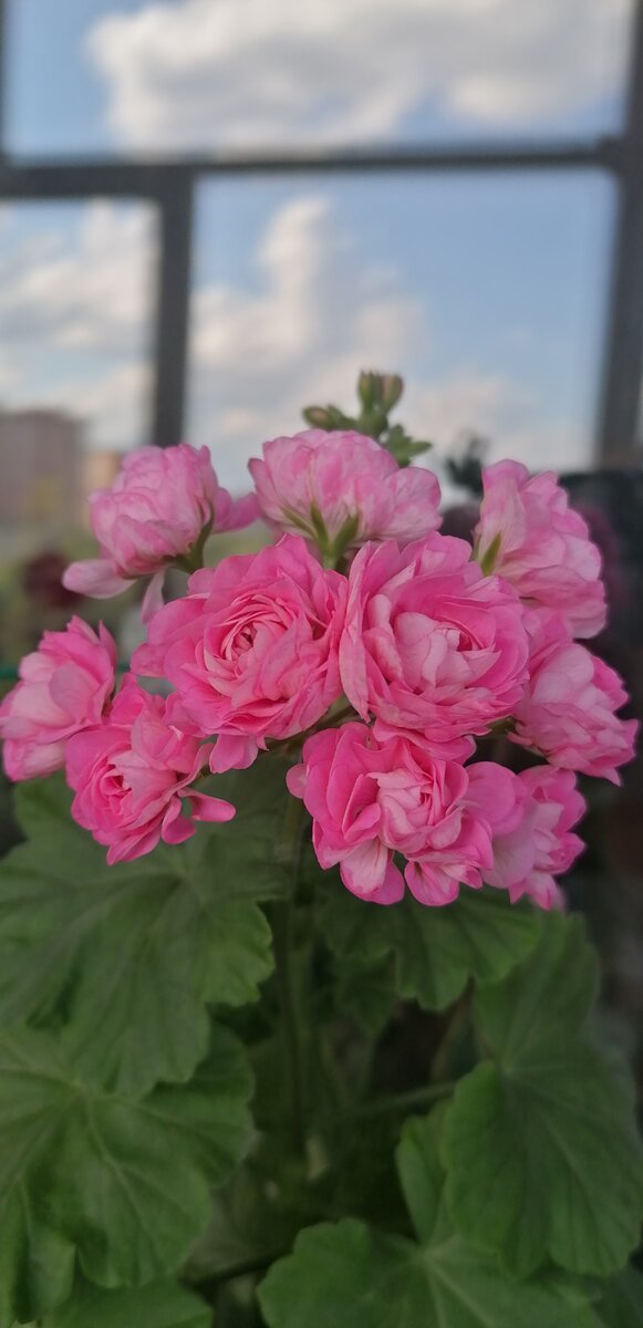 Australian pink rosebud. Просто для красоты. Вечернее фото. Сумерки. Кстати, он не склонен "уцветаться, но любит хлорозить. Чуть  что - листики бледнеют и покрываются сеточкой . Особенно после зимы. Лечится это дело солнышком летним и хелатом железа по листу 👌😉