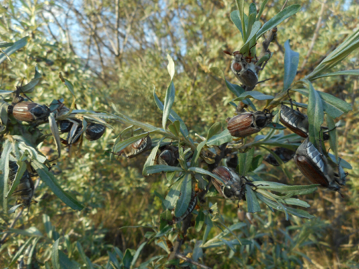 Жуки на облепихе. Ветка буквально облеплена ими. Ну да на то она и облепиха...