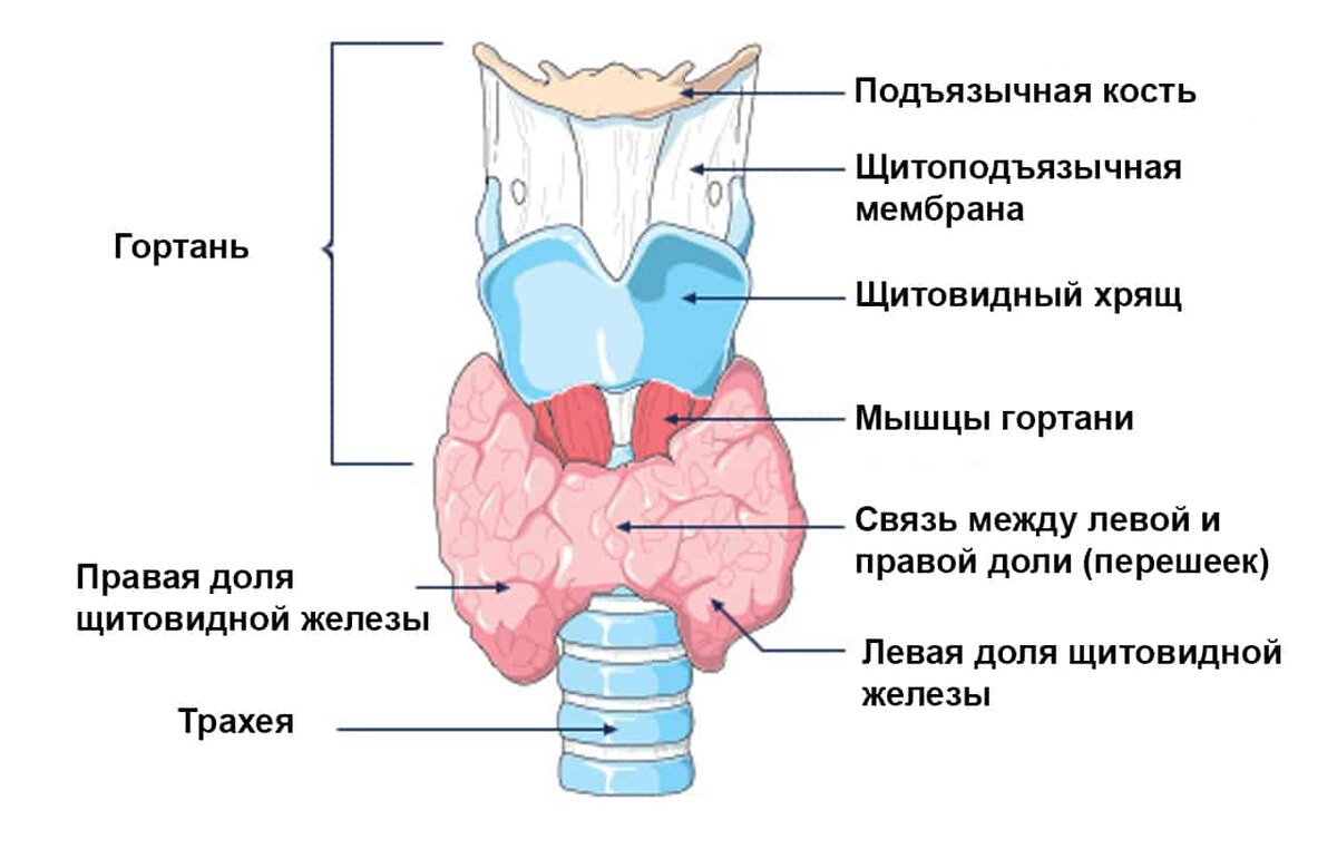 Щитовидная железа строение. Схема анатомии щитовидной железы. Строение щитовидной железы рисунок. Строение дольки щитовидной железы. Щитовидная железа наружное строение.