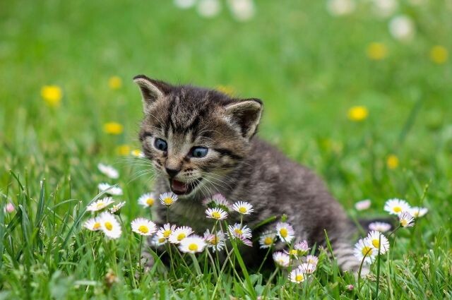    Как приучить кота к новому имени?