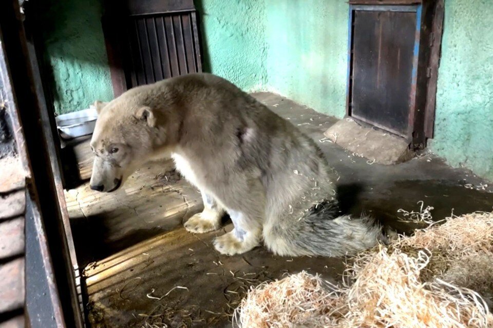     Диксон сможет плавать, восстанавливая подвижность задних конечностей. Фото: Московский зоопарк